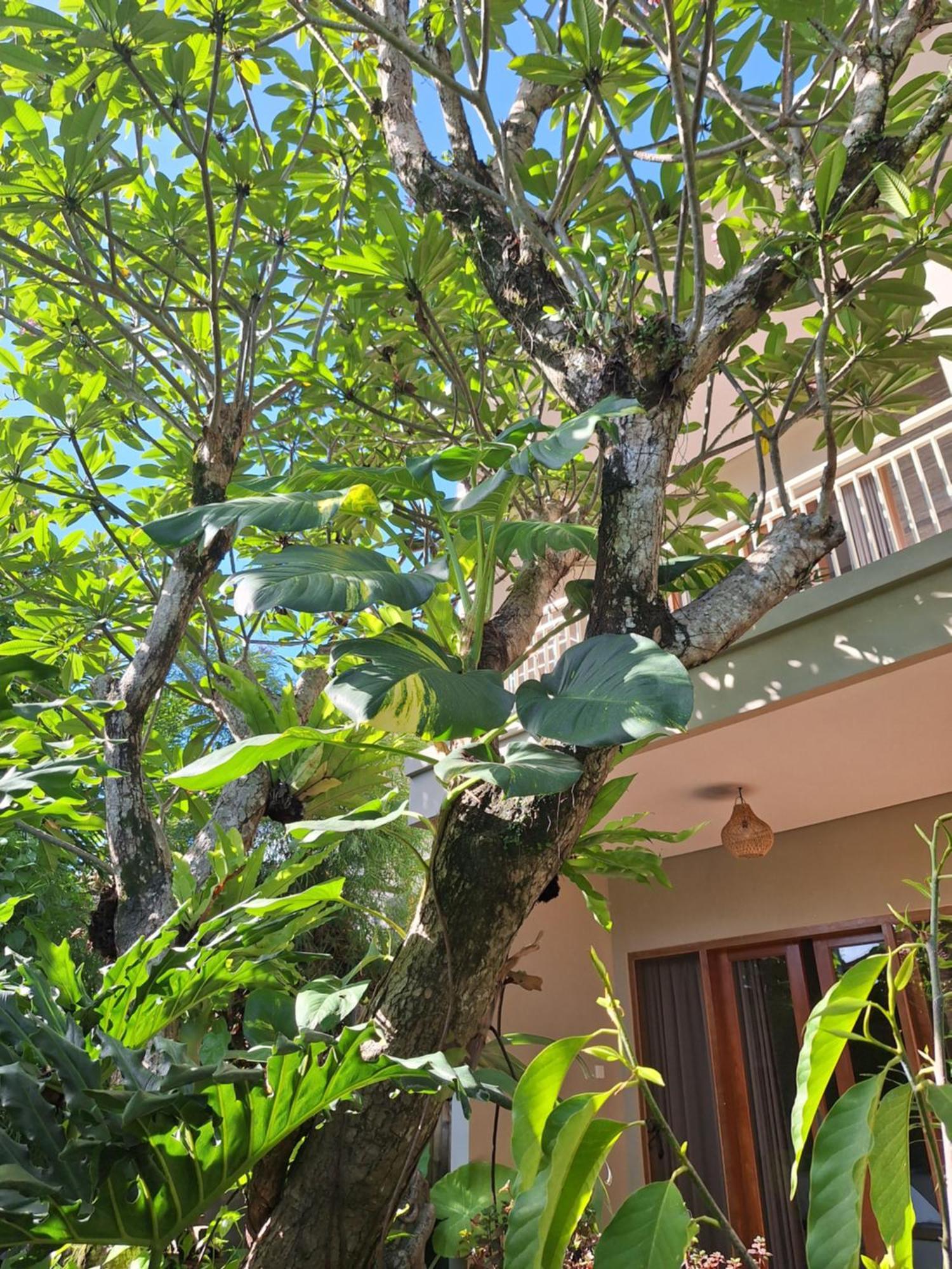 Kasapa Inn أوبود المظهر الخارجي الصورة